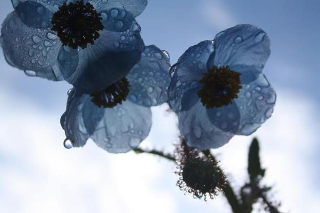 Queen of the HImalayas - Blue Poppy